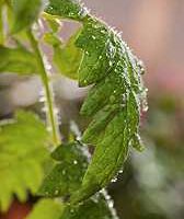 tomato-plant-with-salicylic-acid-treatment tomato-plant-with-salicylic-acid-treatment